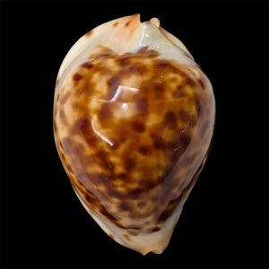 BC49 Zoila jeaniana jeaniana