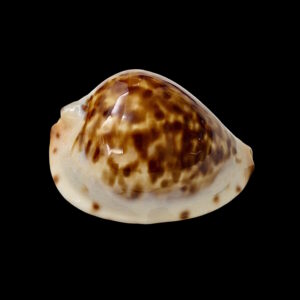 BC049 Zoila jeaniana jeaniana - SELECTED