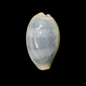 BC054 Erronea errones azurea