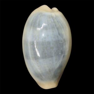 BC54 Erronea errones azurea