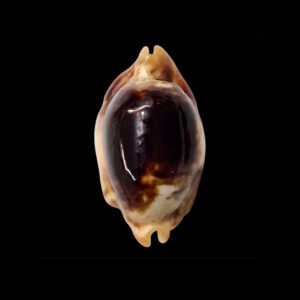 BC056 Bistolida stolida crossei - NIGER