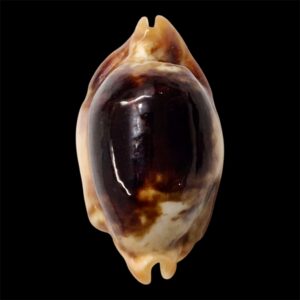 BC56 Bistolida stolida crossei NIGER