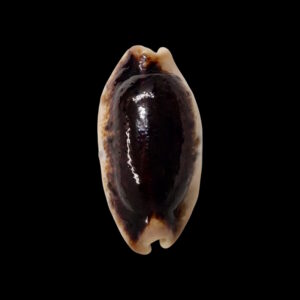 BC057 Erronea caurica longior - LARGE BLACK ONE