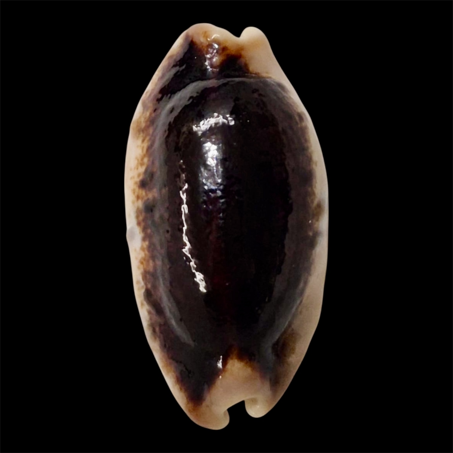 BC57 Erronea caurica longior NIGER