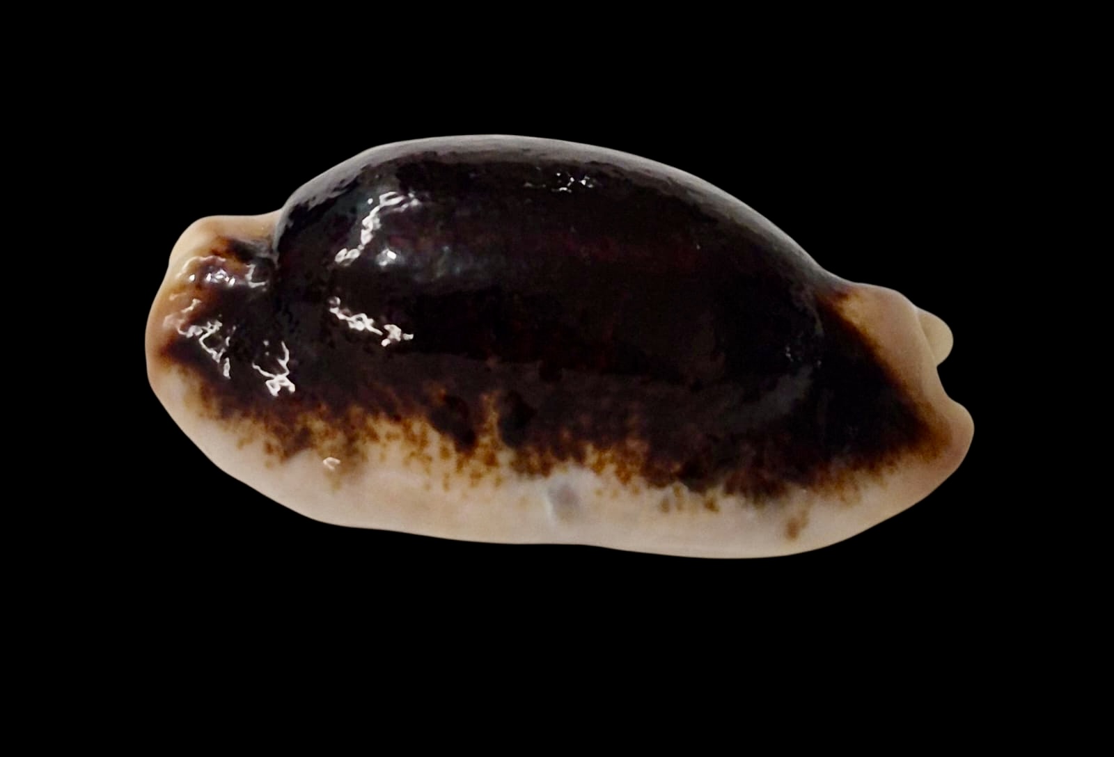 BC57 Erronea caurica longior NIGER - Image 3