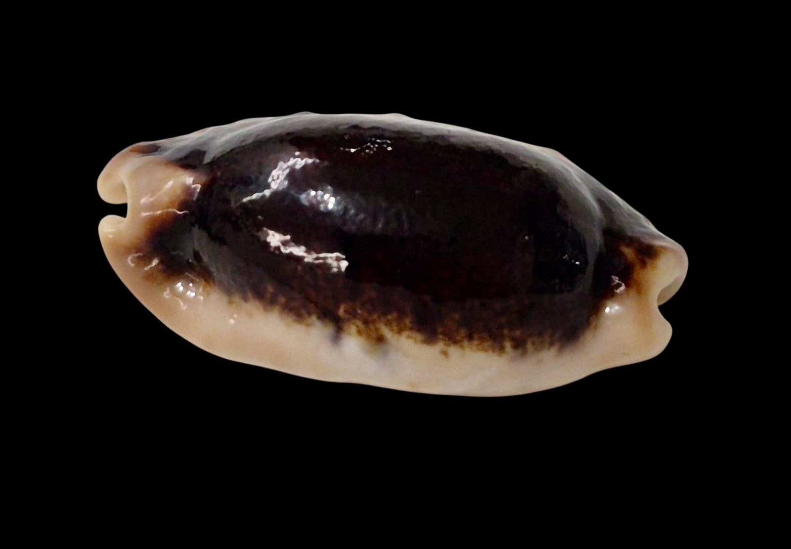 BC57 Erronea caurica longior NIGER - Image 2