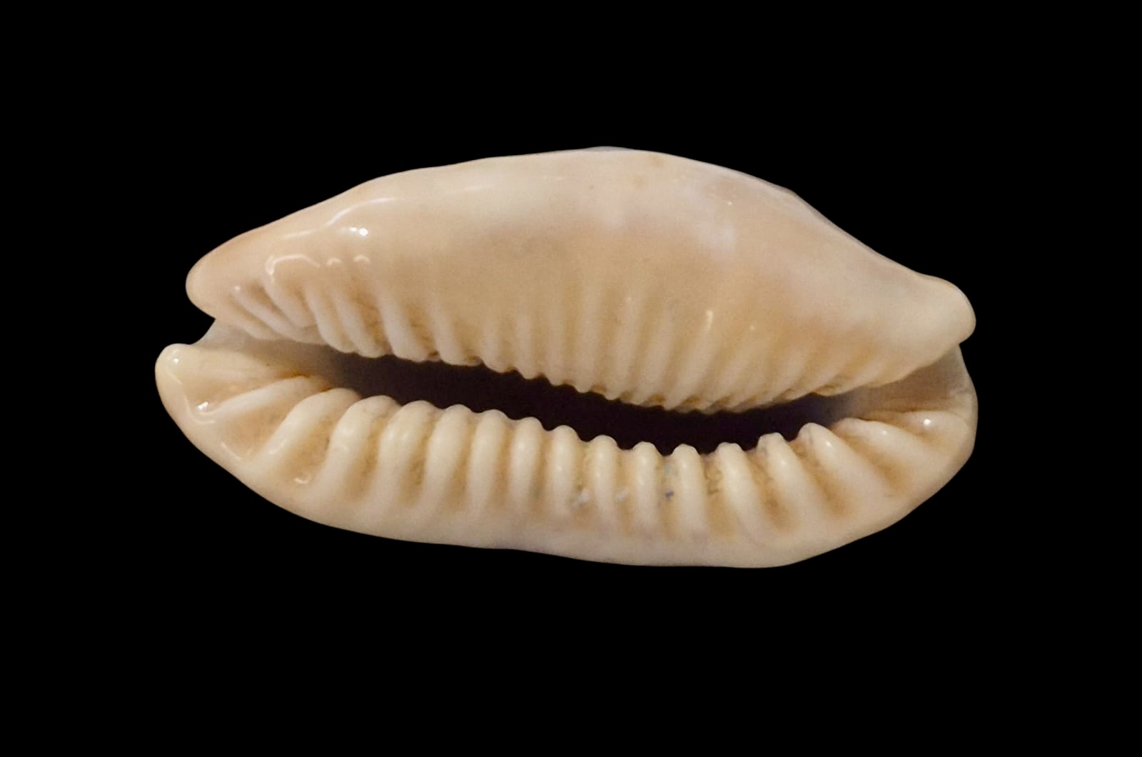 BC57 Erronea caurica longior NIGER - Image 4