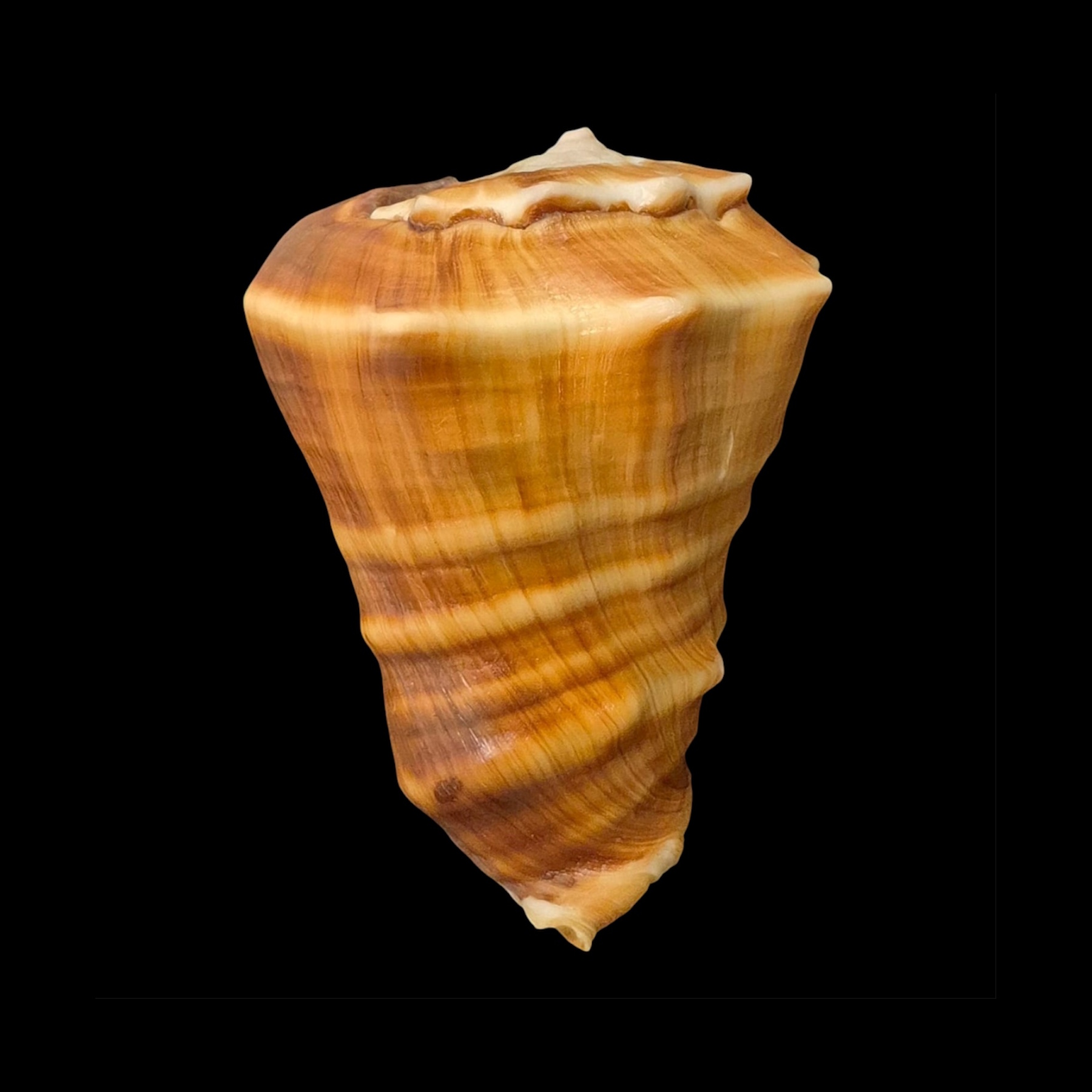 BC060 Vasum truncatum f. triangularis w/o - HUGE