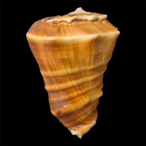 BC60 Vasum truncatum var. triangularis HUGE