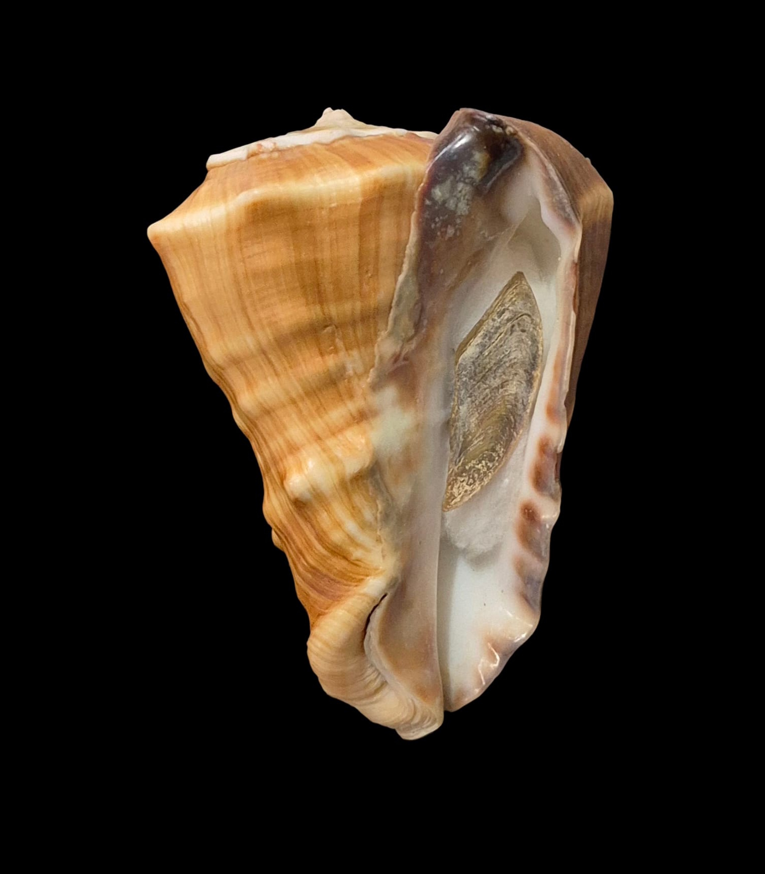 BC060 Vasum truncatum f. triangularis w/o - HUGE - Image 2