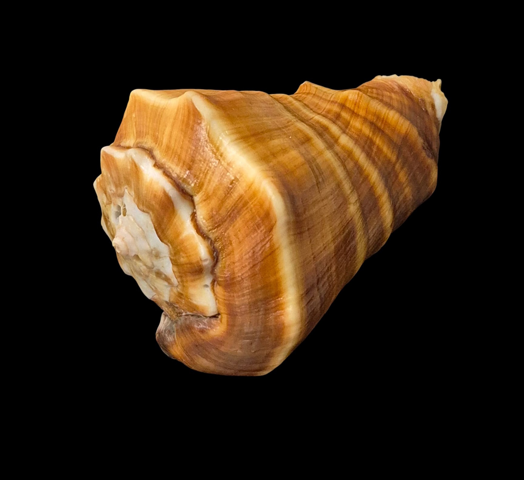 BC060 Vasum truncatum f. triangularis w/o - HUGE - Image 3