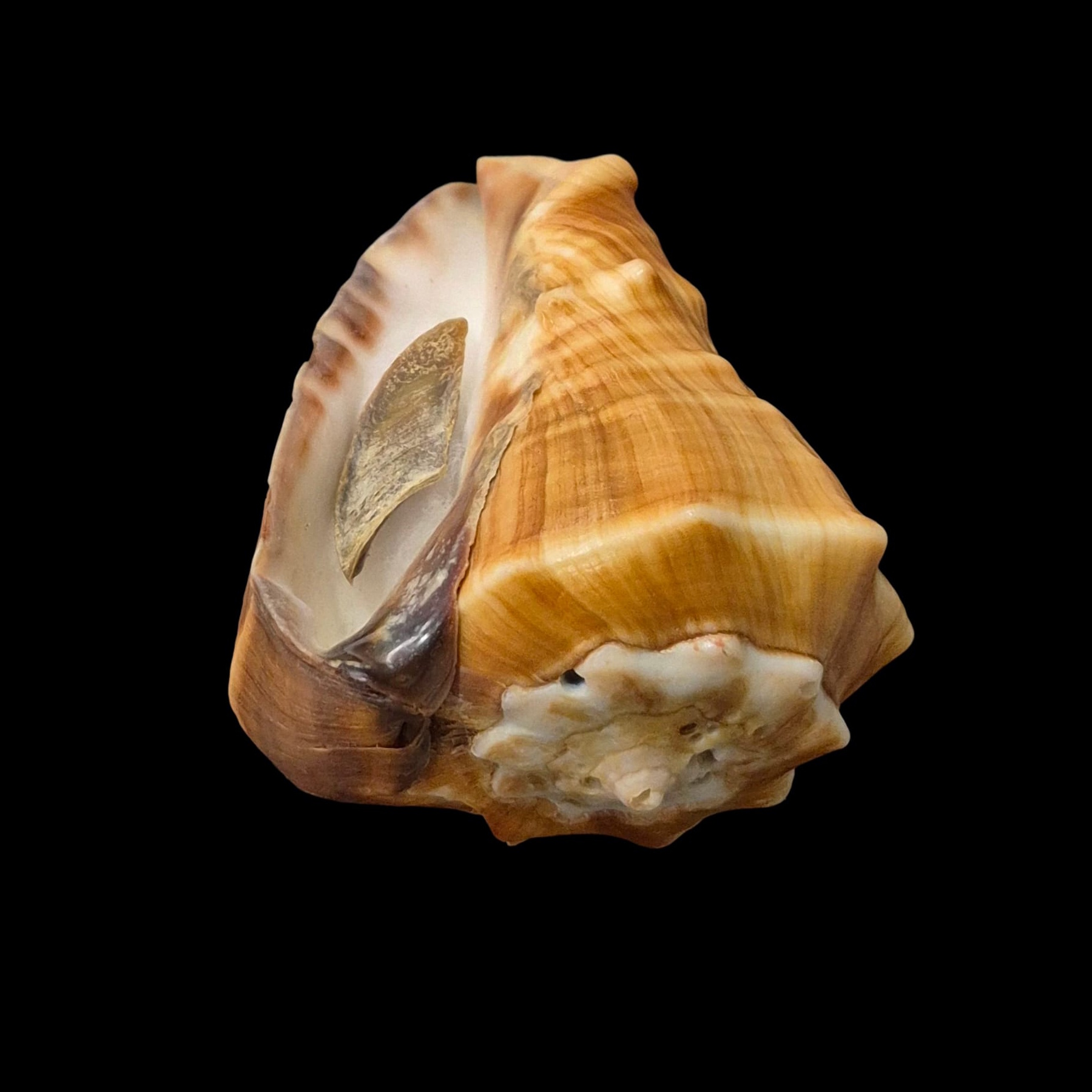 BC060 Vasum truncatum f. triangularis w/o - HUGE - Image 4