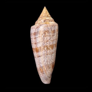 BC061 Conus gloriamaris - BIG SIZE