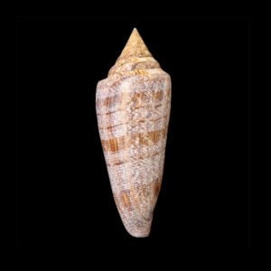 BC061 Conus gloriamaris - BIG SIZE