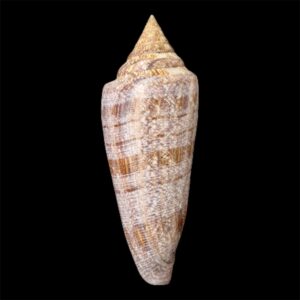 BC61 Conus gloriamaris VERY BIG!