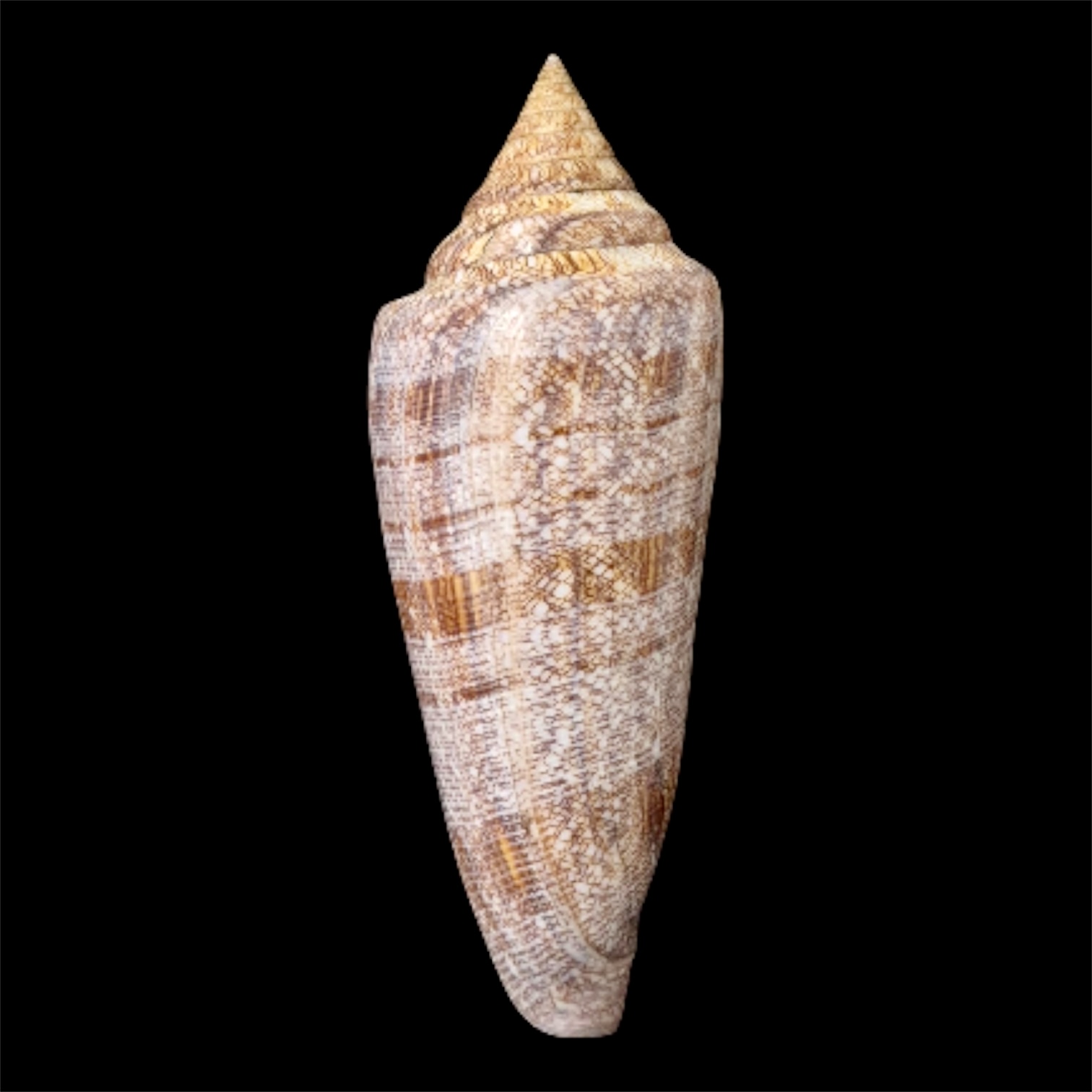 BC61 Conus gloriamaris VERY BIG!