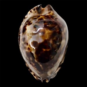 BC59 Zoila jeaniana jeaniana