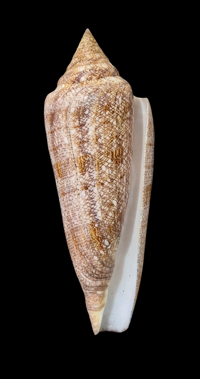 BC61 Conus gloriamaris VERY BIG! - Image 2