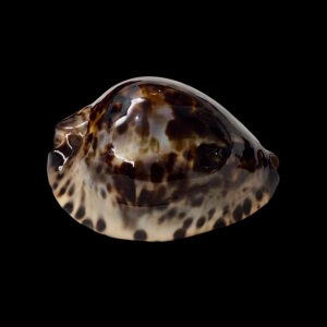 BC059 Zoila jeaniana - SELECTED