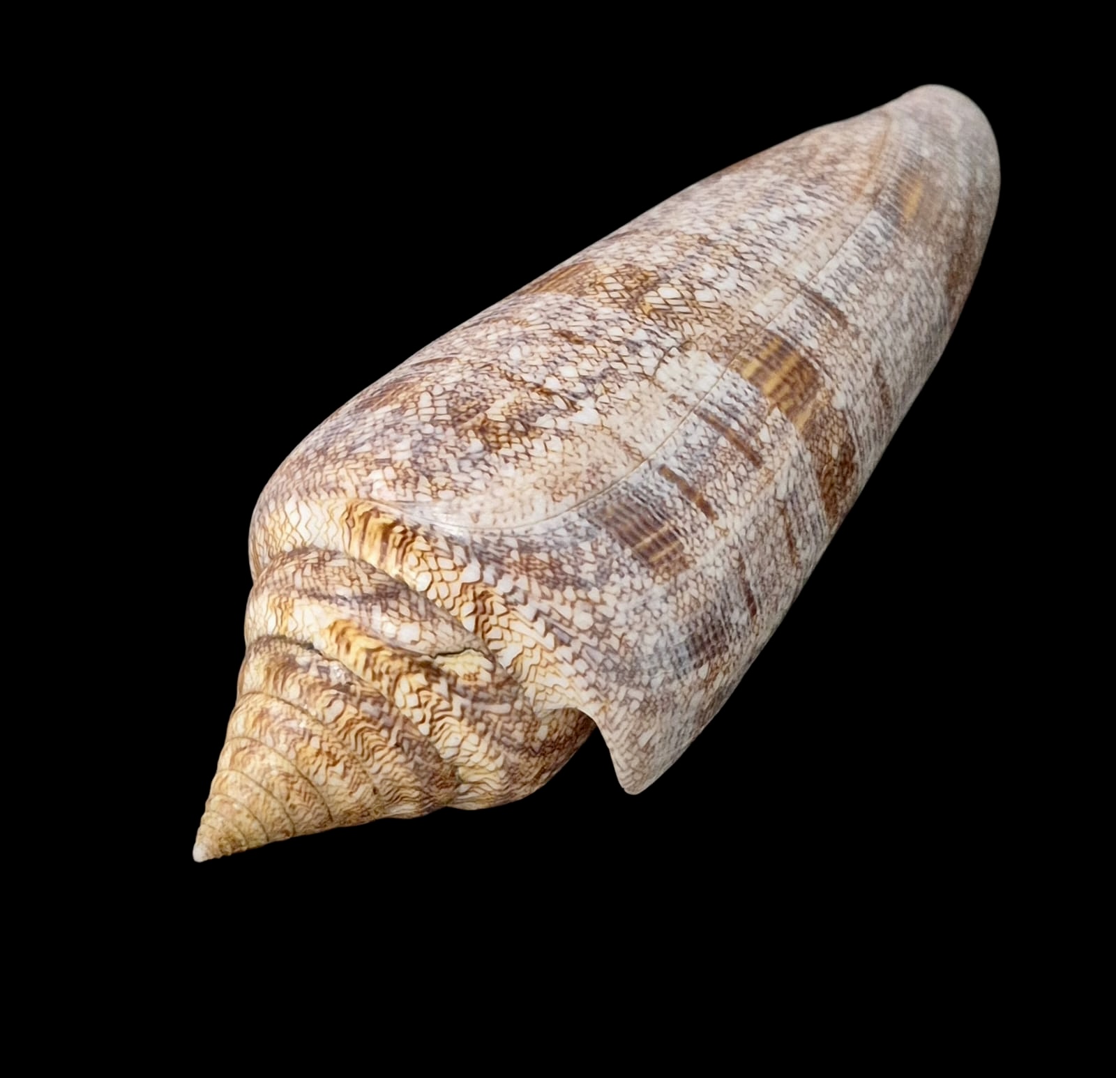 BC61 Conus gloriamaris VERY BIG! - Image 3