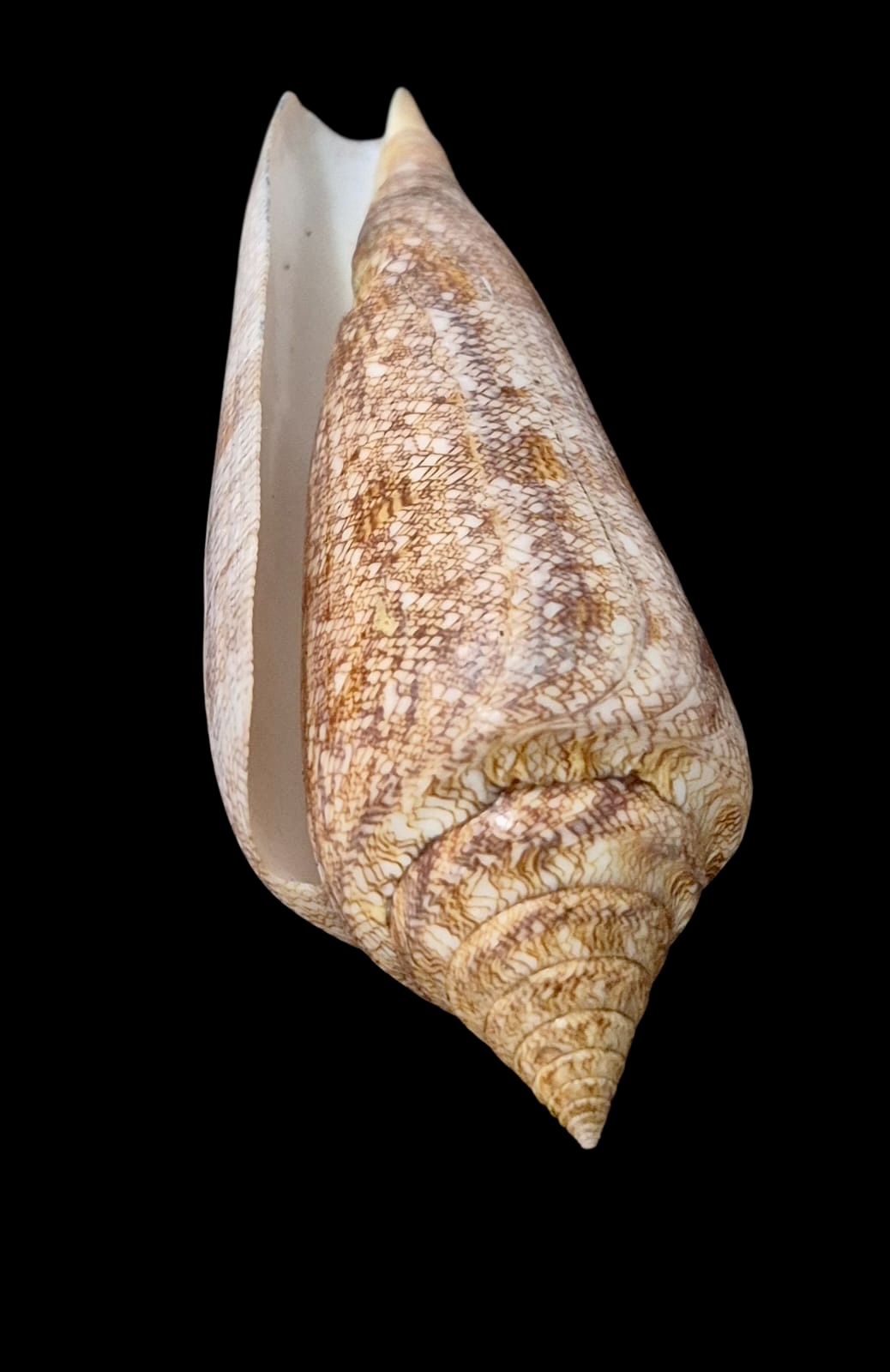 BC61 Conus gloriamaris VERY BIG! - Image 4