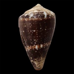 BC62 Conus fernandesi