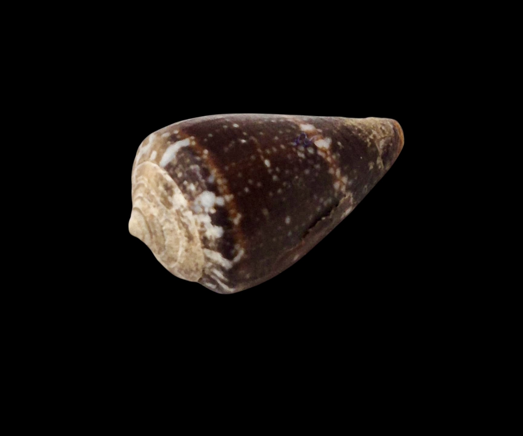 BC062 Conus fernandesi w/o - RARELY OFFERED - Image 2