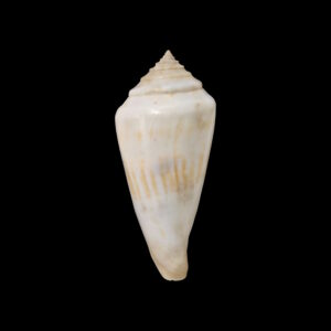 BC063 Conus gradatulus w/o - XXL SIZE