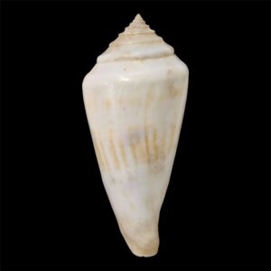 BC63 Conus gradatulus A GIANT!