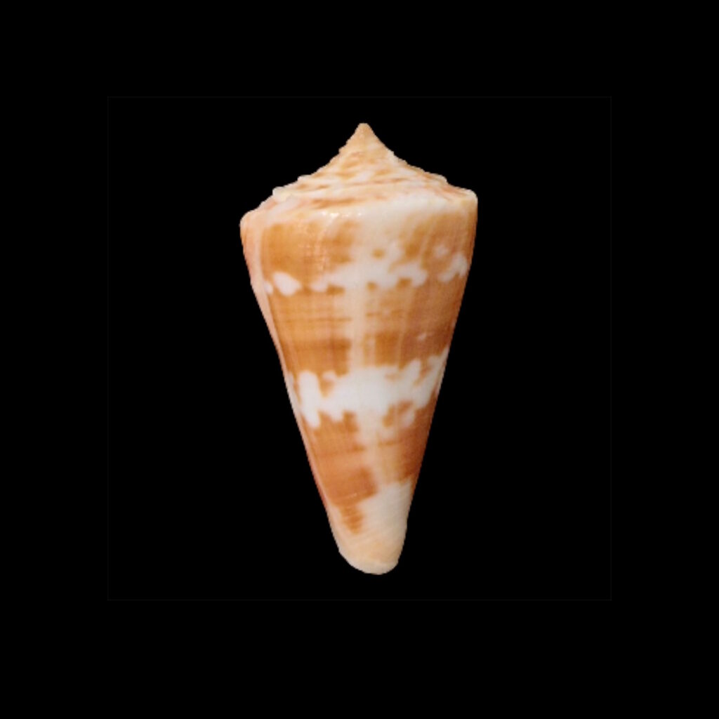 BC064 Conus carioca