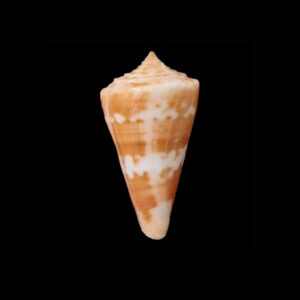 BC064 Conus carioca