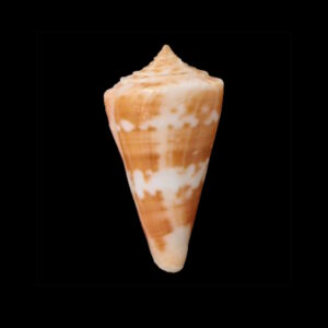 BC064 Conus carioca