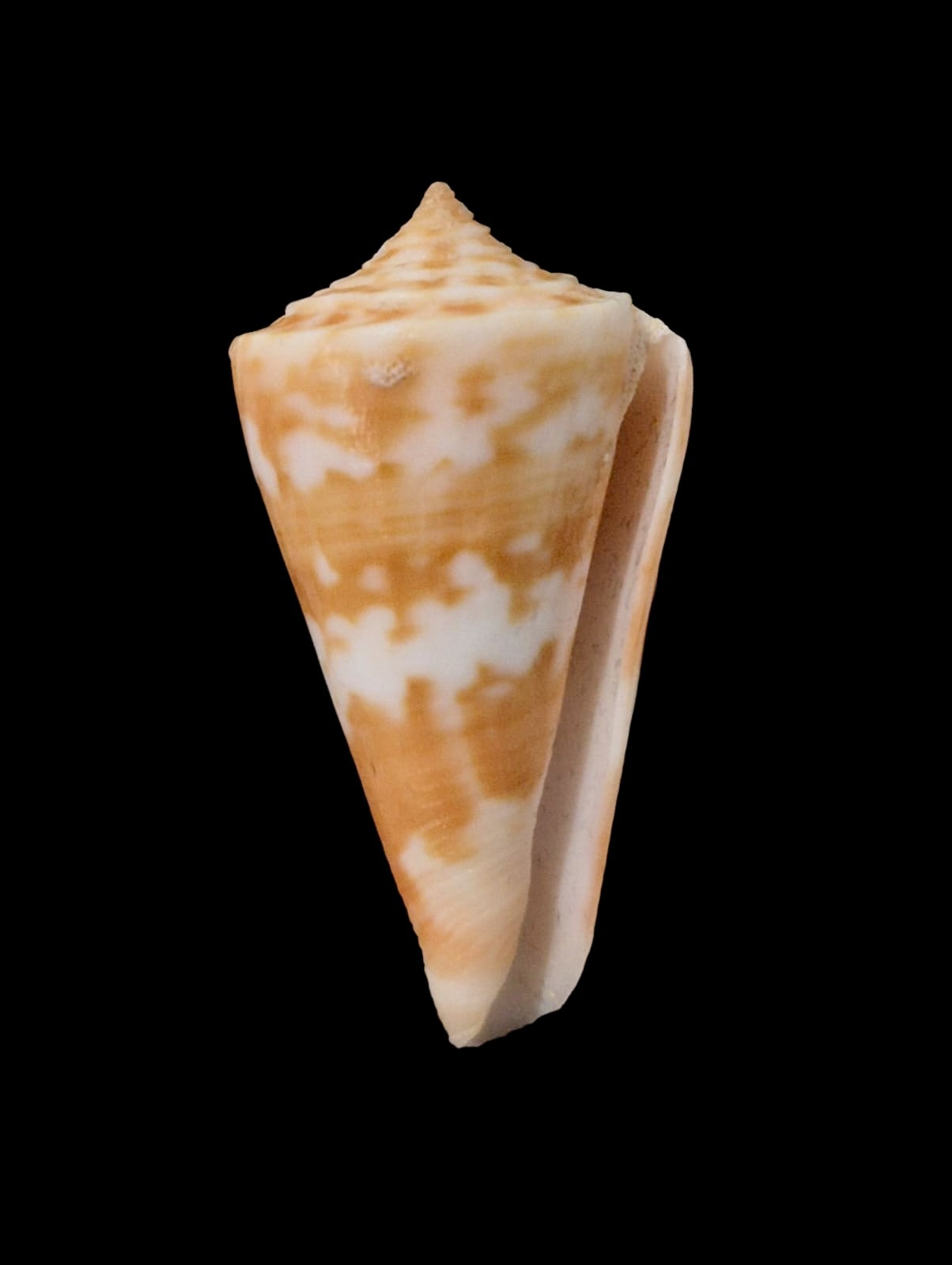 BC64 Conus carioca - Image 2