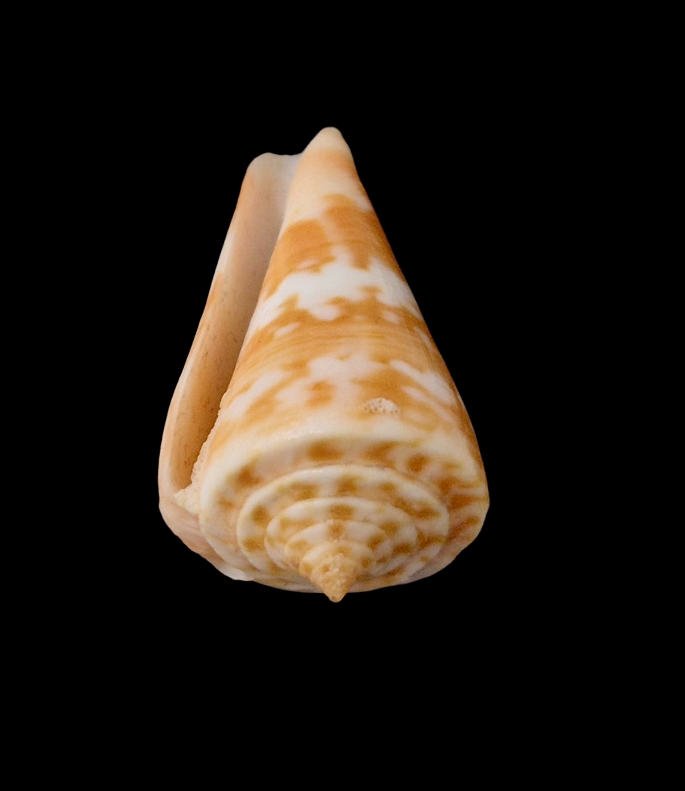 BC064 Conus carioca - Image 4