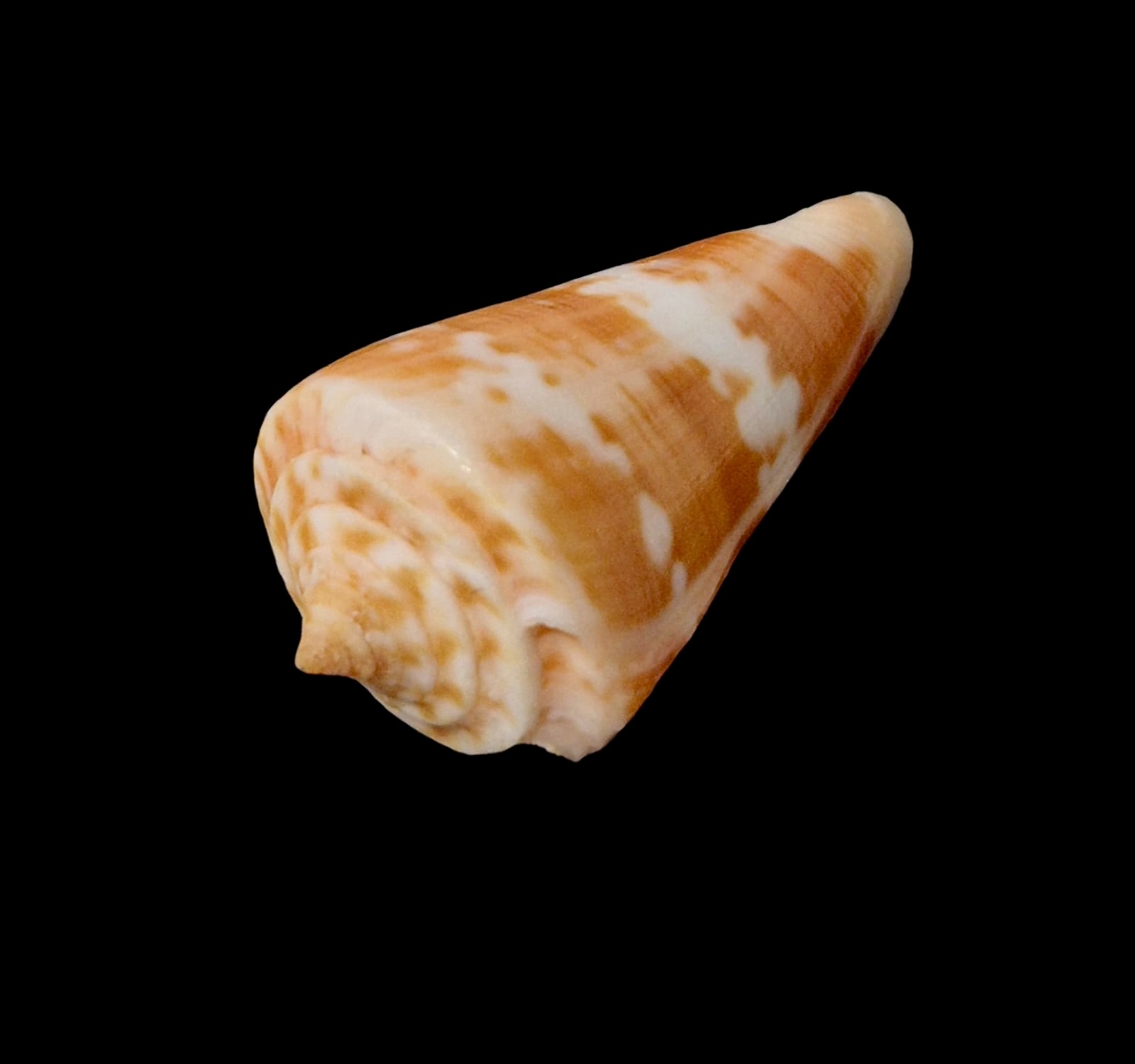 BC064 Conus carioca - Image 3