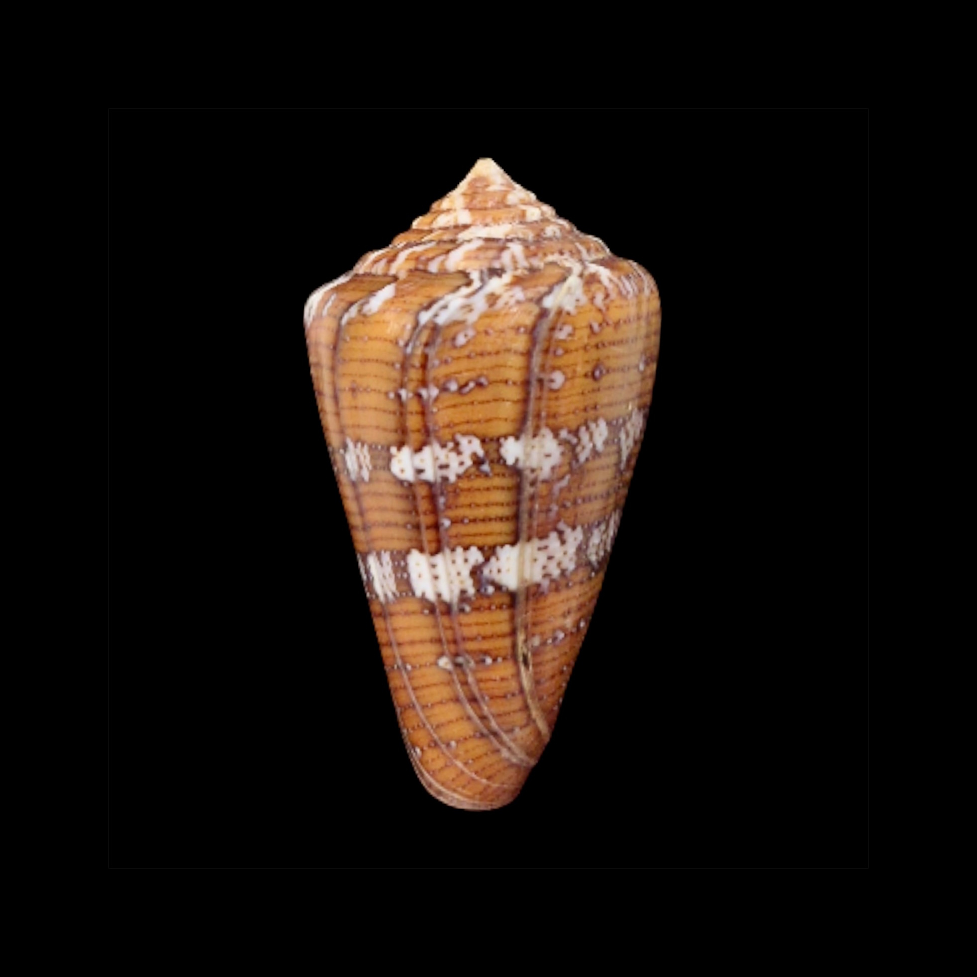 BC065 Conus cedonulli w/o