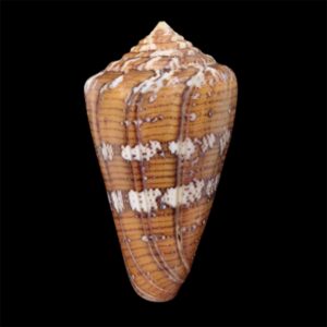 BC65 Conus cedonulli