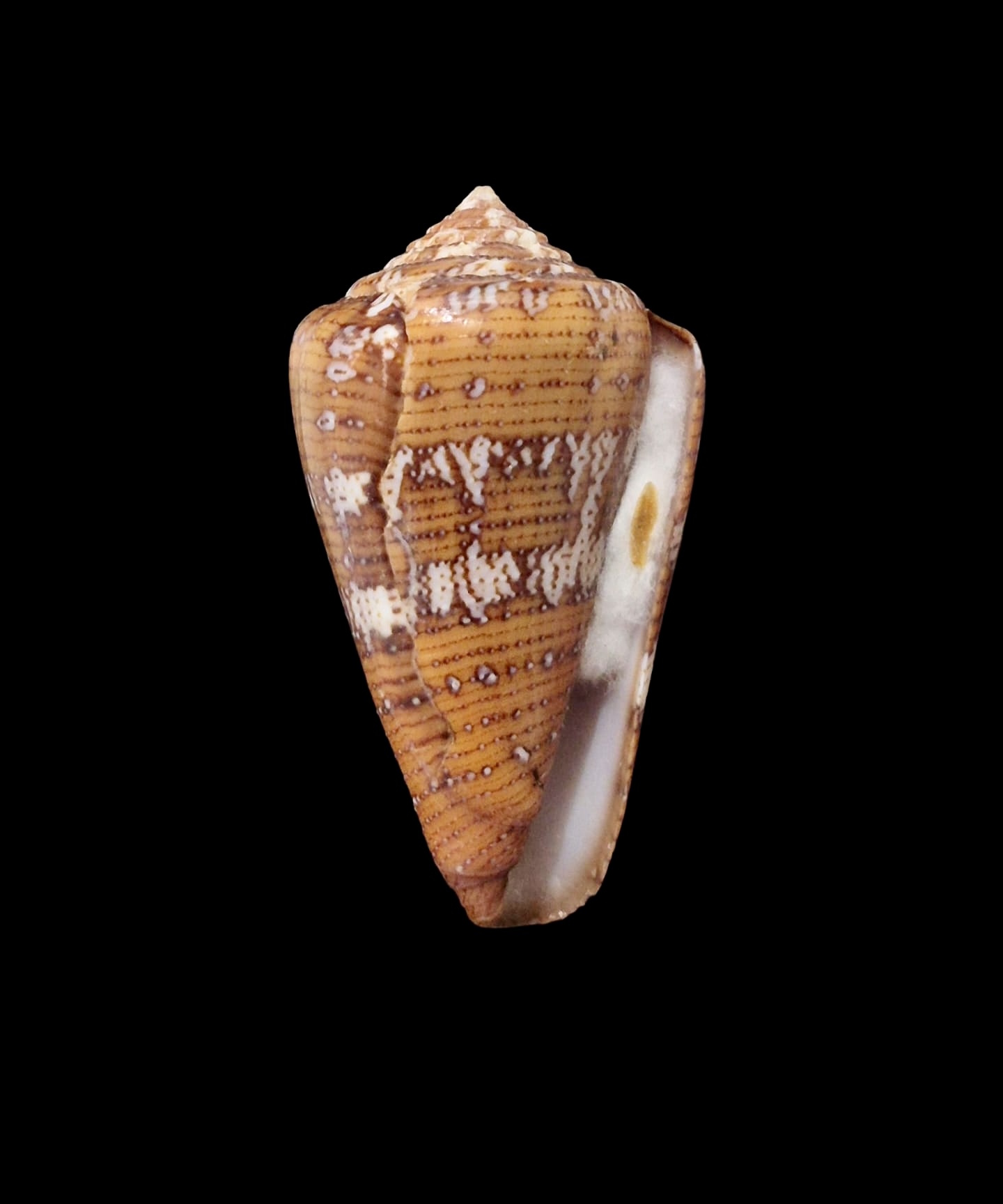 BC065 Conus cedonulli w/o - Image 2