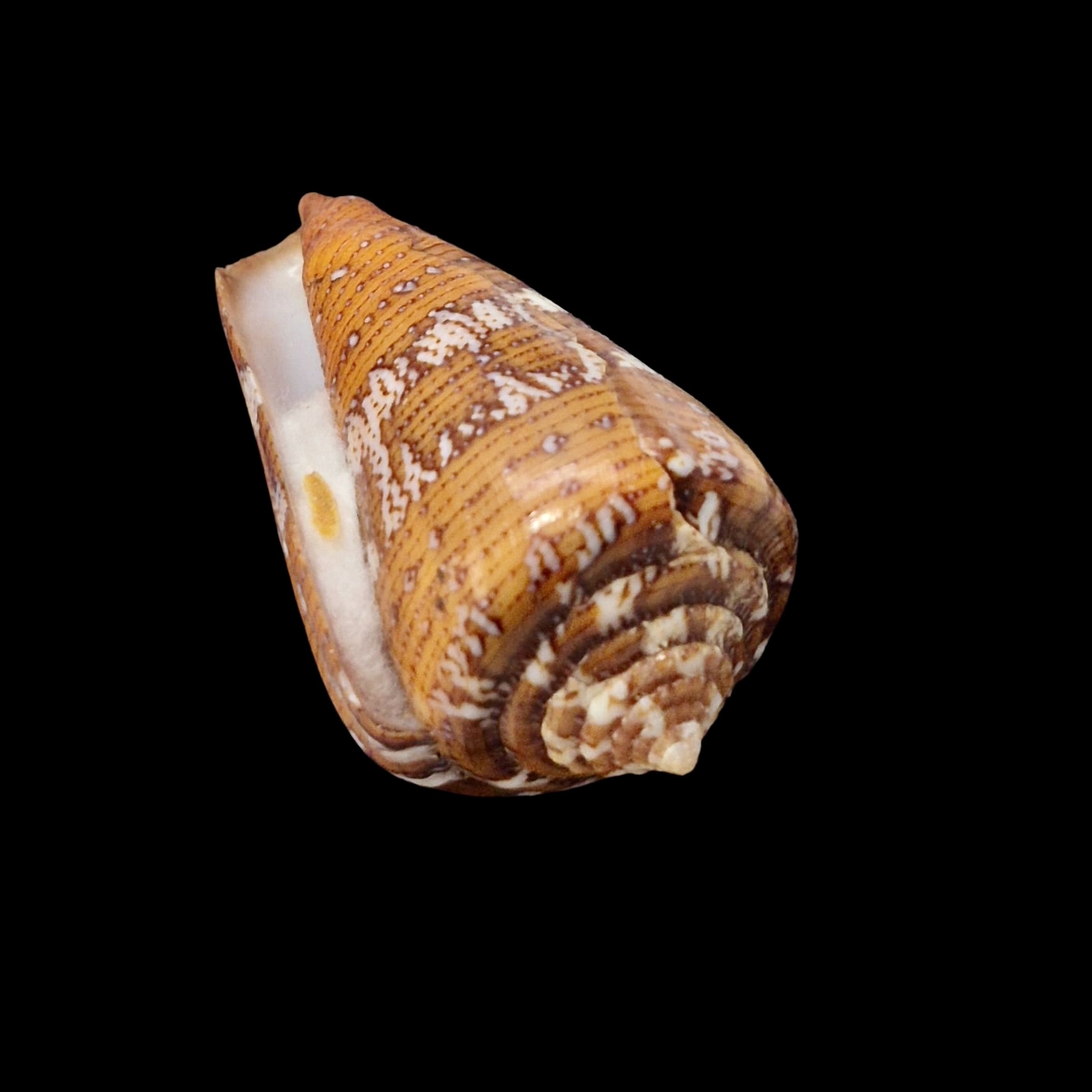 BC065 Conus cedonulli w/o - Image 4