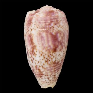 BC66 Conus adamsonii COOK FORM