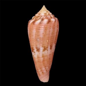 BC67 Conus granulatus