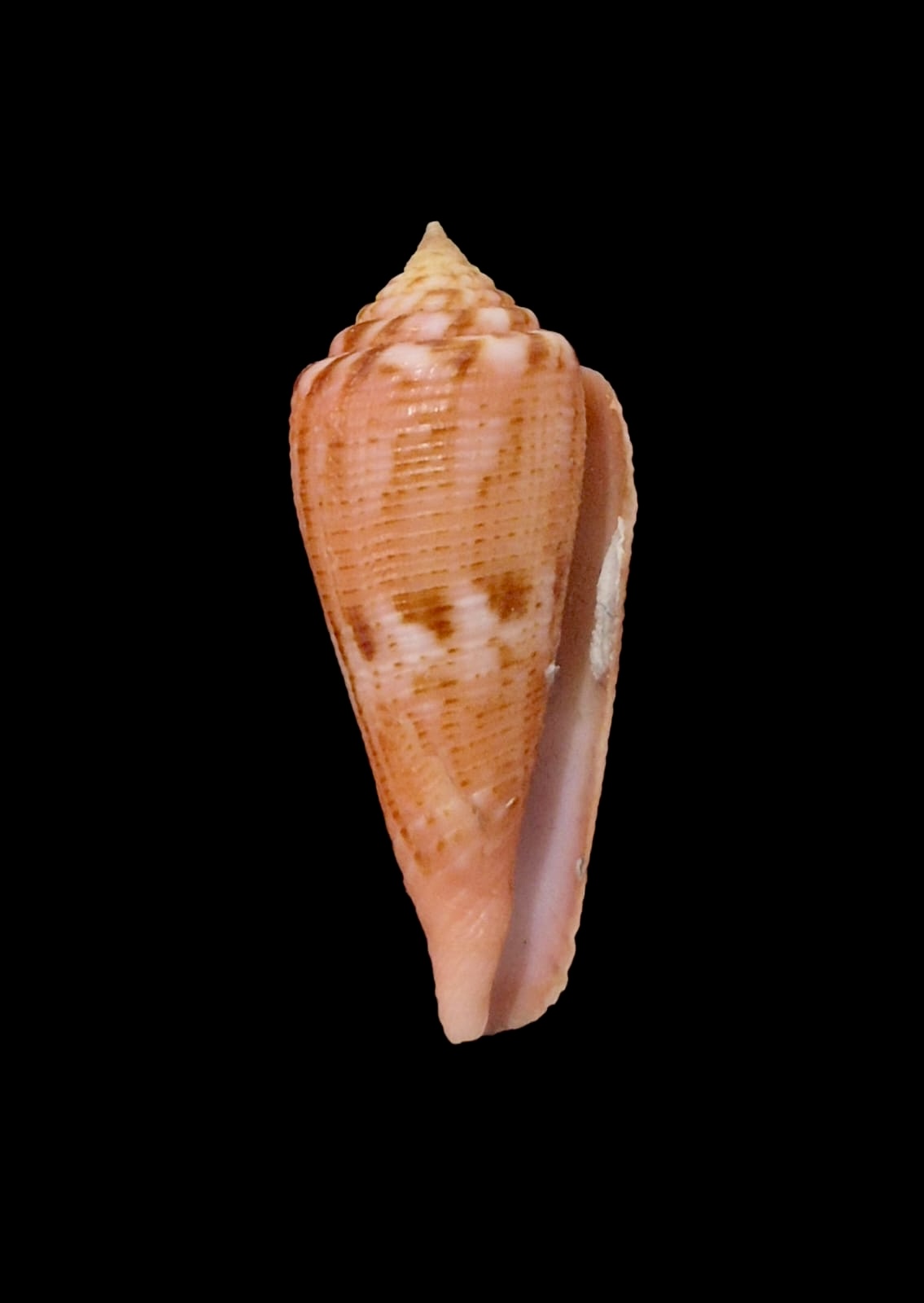 BC67 Conus granulatus - Image 2