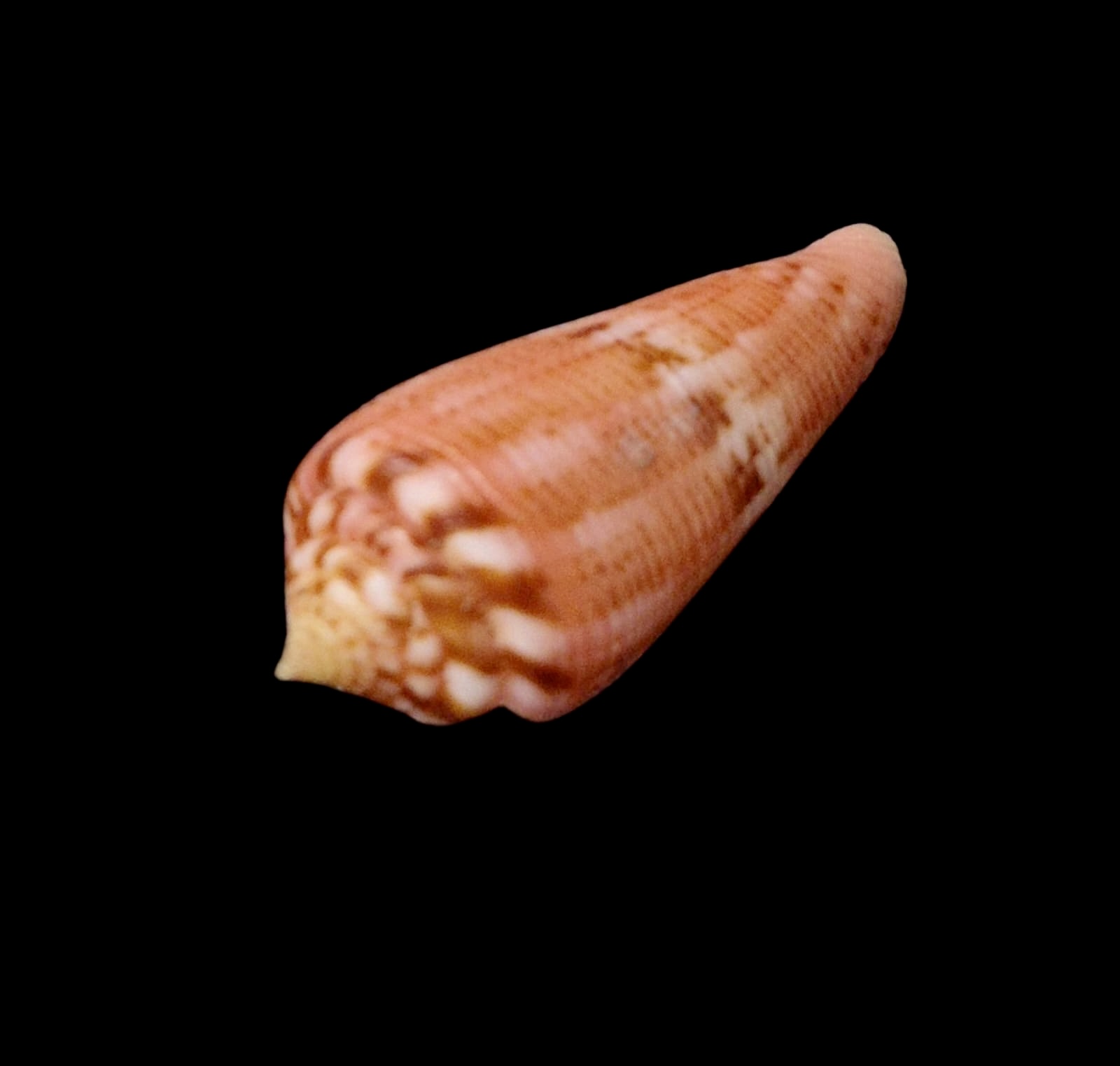 BC67 Conus granulatus - Image 3