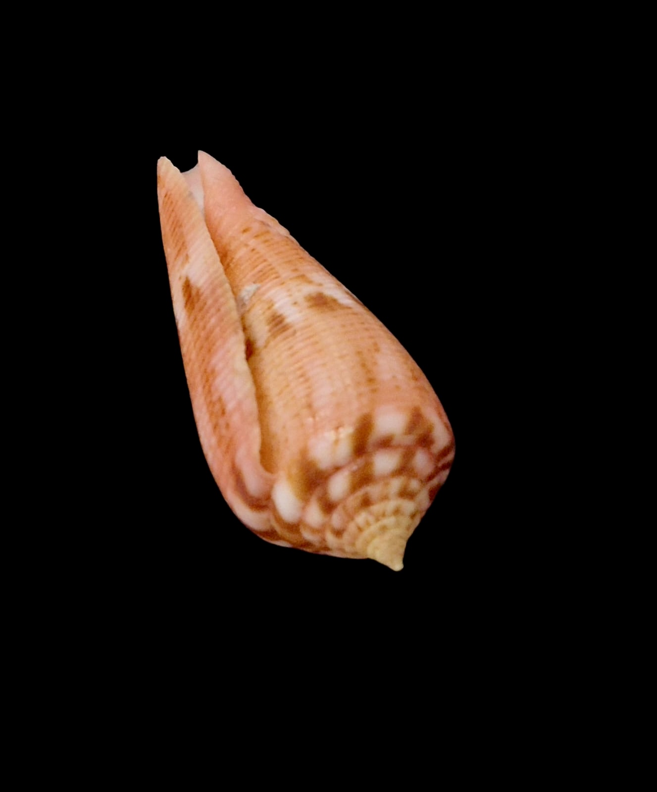 BC67 Conus granulatus - Image 4