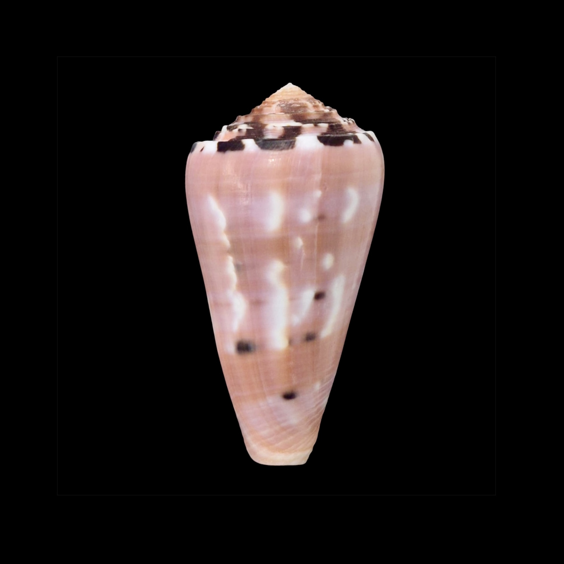 BC068 Conus gauguini