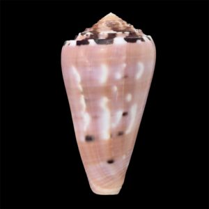 BC68 Conus gauguini