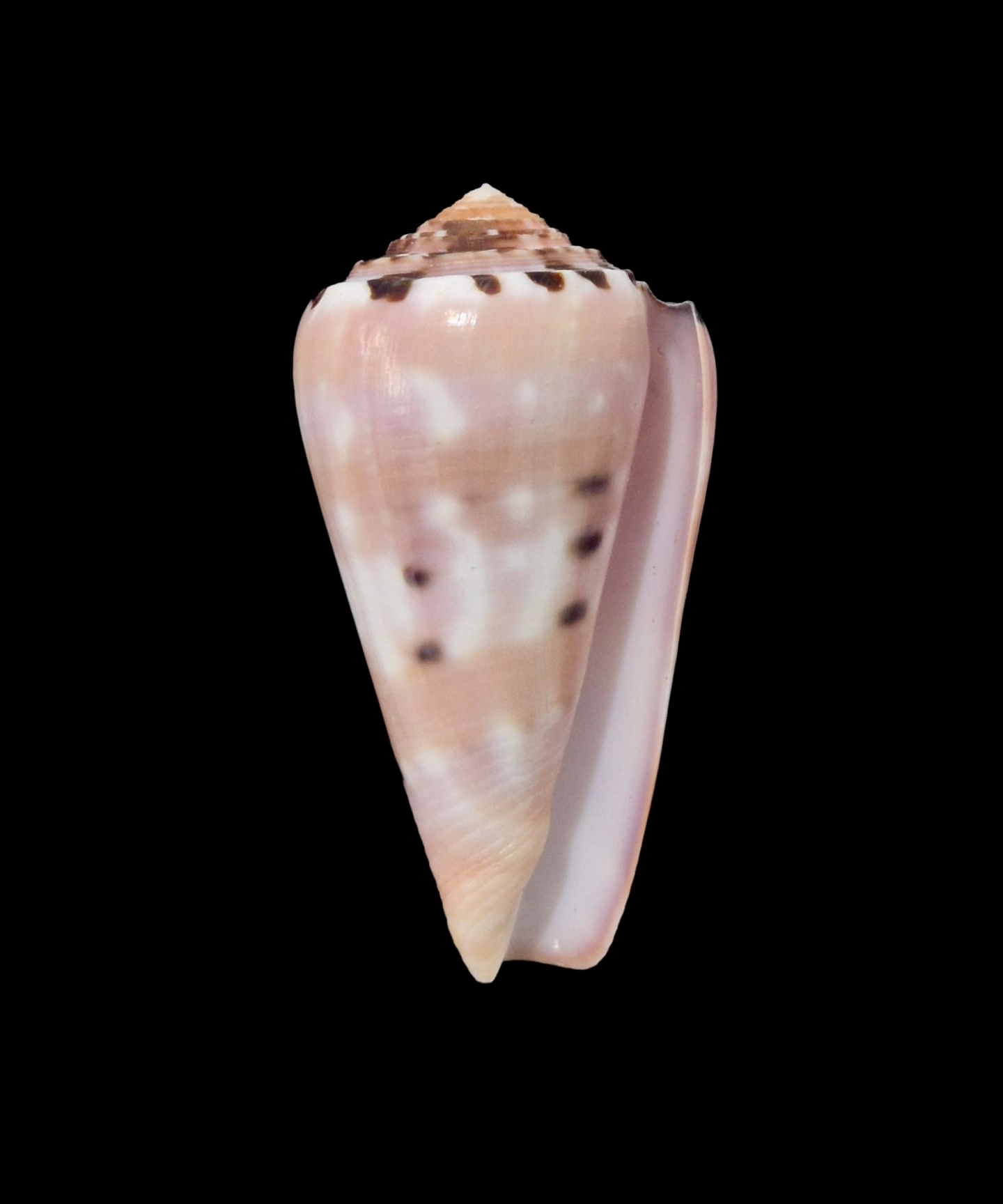 BC068 Conus gauguini - Image 2