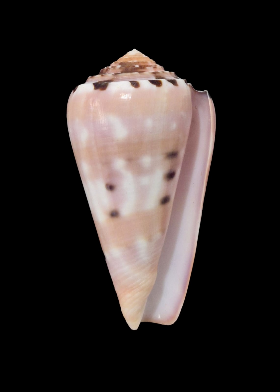 BC68 Conus gauguini - Image 2