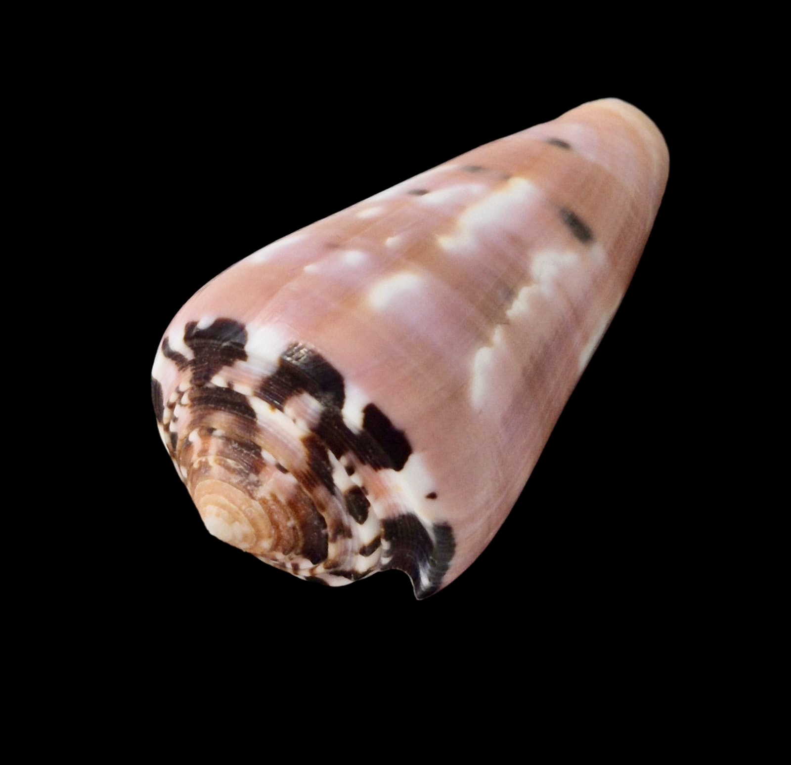 BC68 Conus gauguini - Image 3