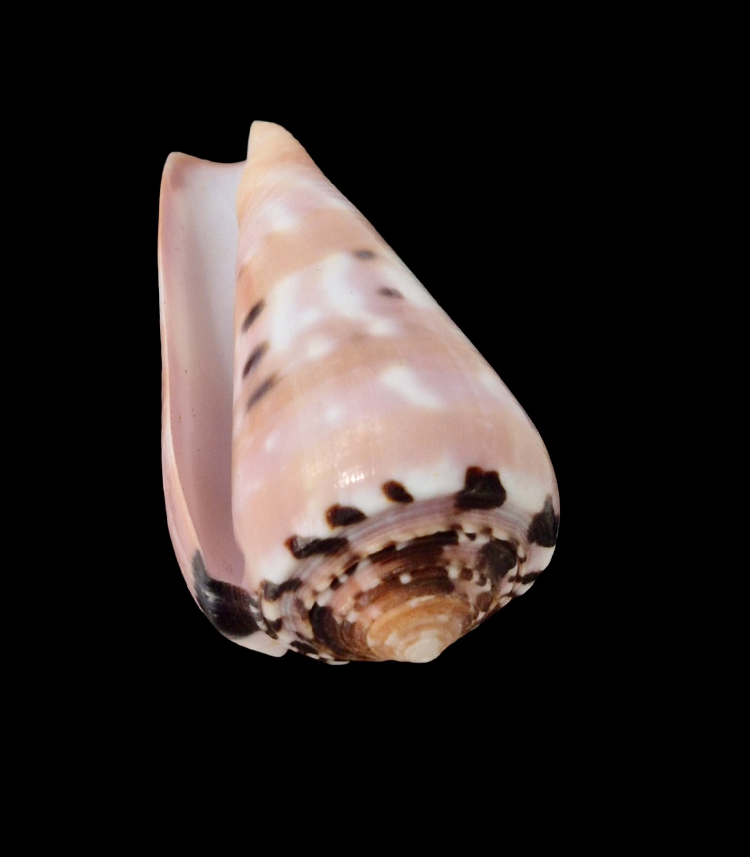 BC068 Conus gauguini - Image 4